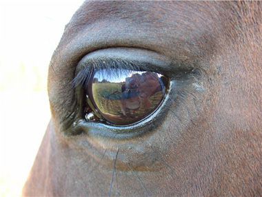 Ögat spelar hästens själ eller fotografen.