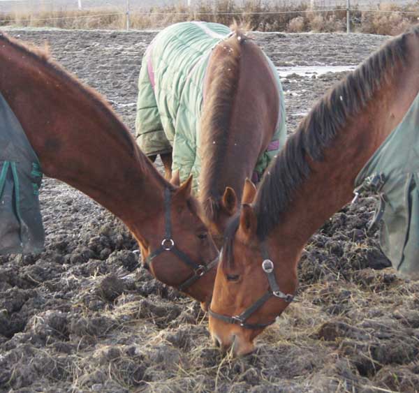 Hästarna äter som vanligt och verkar oberörda av jubiléet.